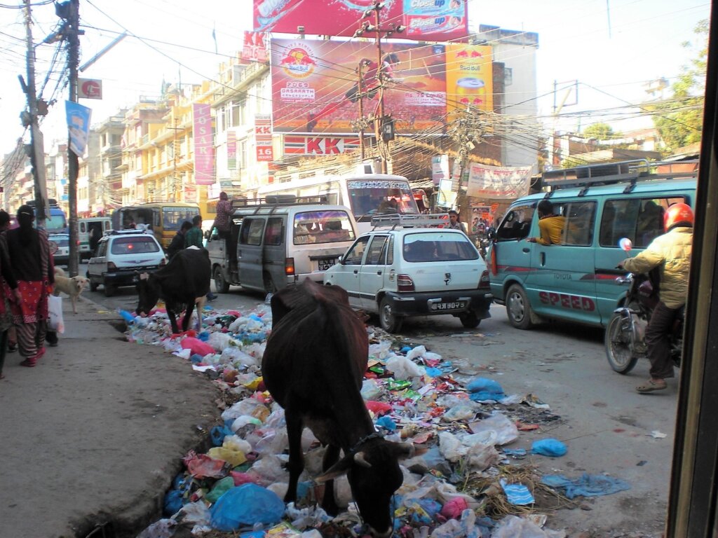 Vaca en las calles de Katmandú