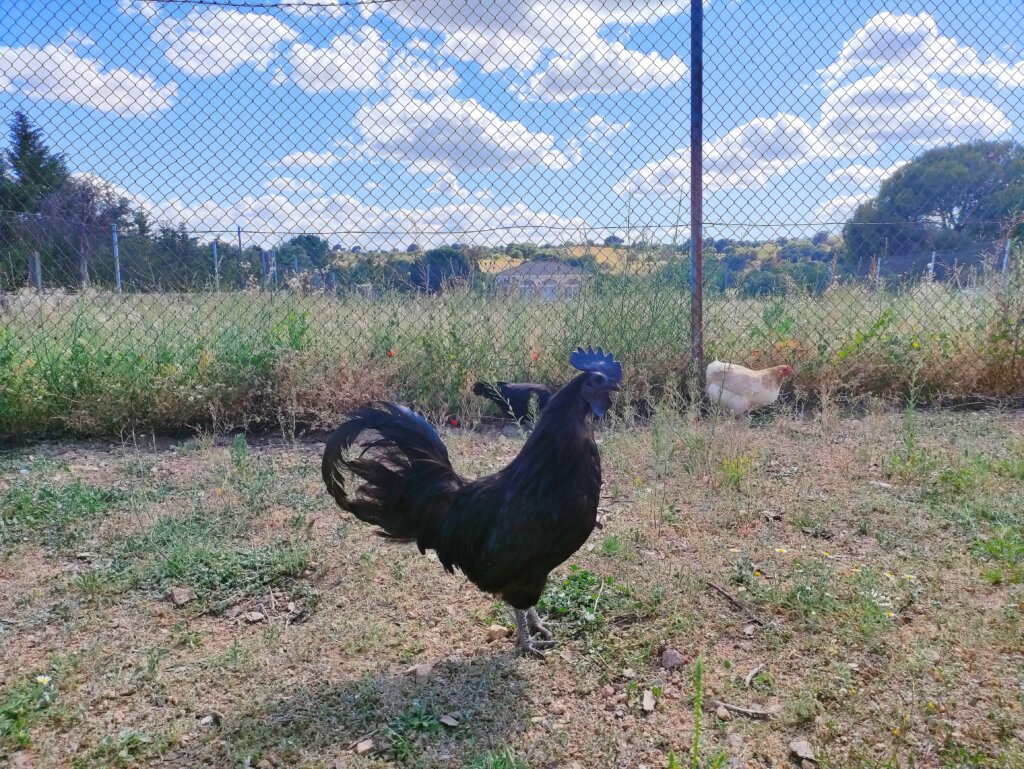 Gallo Ayam Cemani