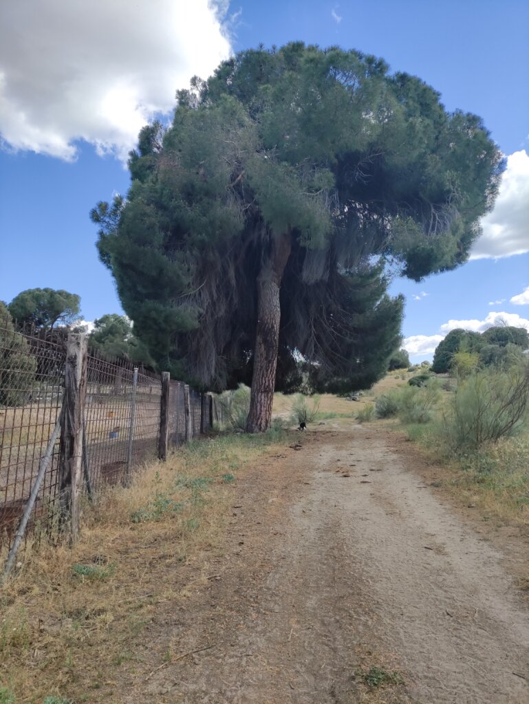arbol grande