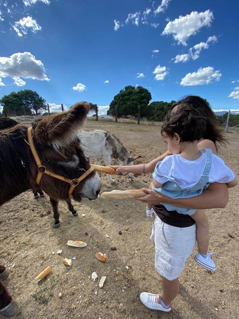 burros comiendo pan