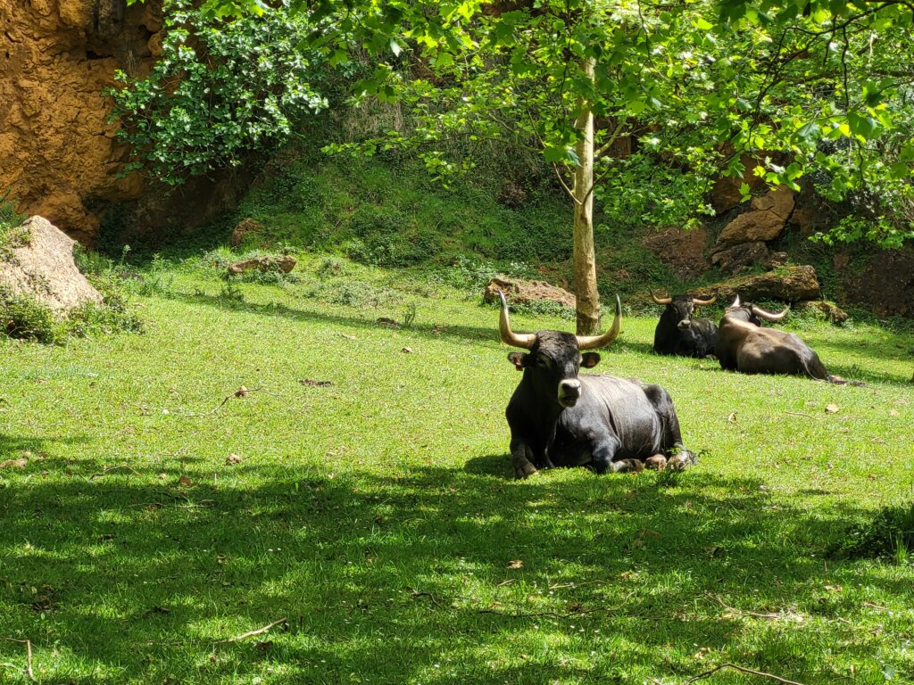 Parque Natural de Cabárceno